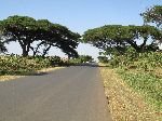acacia trees, Agaw Awi National Zone, Ethiopia
