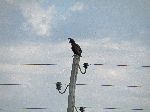 Long Crested Eagle
