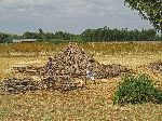 poles stacked in preparation for making charcoal, Ethiopia