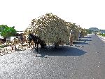 lines of massively loaded donkey carts hauling cut grass, Bahir Dar, Ethiopia