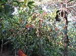 Coffee bushes, Beta Maryam Monastery, Lake Tana, Ethiopia
