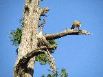 White-faced tree duck, Beta Maryam Monastery, Lake Tana, Ethiopia