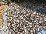 Sunflower seed drying, Hwy 3, north of Bahir Dar, Ethiopia
