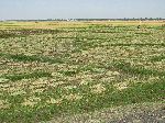 Rice fields, Hwy 3, north of Bahir Dar, Ethiopia