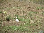 African Spoonbill