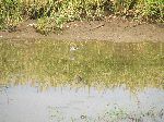 Plover