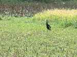 Crowned Crane