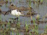Sacred Ibis