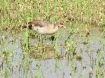 Egyptian Goose