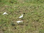 Yellow billed Egrets