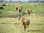 People carrying mound of stacks, Ethiopia