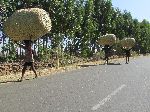 People carrying super large baskets, Ethiopia