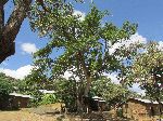 Meeting tree, Awra Amba Community, Ethiopia