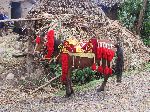 Horse in regalia, China Road, B-22, Ethiopia