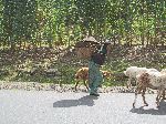 Girl back-carrying load, China Road, B-22, Ethiopia