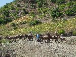Donkey train cross traffic, Gashena-Lalibela road, Ethiopia