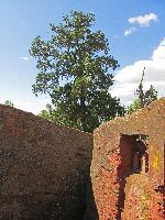 Tree outside Bet Gabriel-Rafael (rock hewn church), Lalibela, Ethiopia