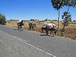 Donkeys packing, China Road, B-22, Ethiopia