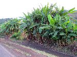 Banana trees, China Road, B-22, Ethiopia