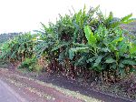 Banana trees, China Road, B-22, Ethiopia