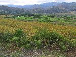 Corn and sugar cane, China Road, B-22, Ethiopia