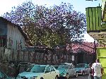 Jacaranda tree in bloom on a residential, back road, in Piasa