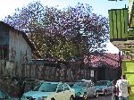 Jacaranda tree in bloom on a residential, back road, in Piasa