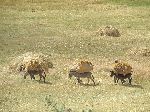 Donkeys hauling hay, Muke Turi, Ethiopia