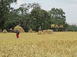 Hauling teff off the farm, Ethiopia