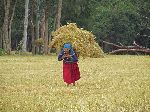 Hauling teff off the farm, Ethiopia