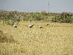 Cranes forage, Ethiopia