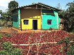 Red pepper carpet drying, Finote Selem, Ethiopia