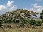 Baobab, along Highway 3, Finote Selem, Ethiopia