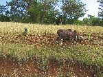 Farmer turning soil with ox and traditional plow, Ethiopia