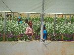 Cutting flowers, Horticultural project, Bahir Dar, Ethiopia