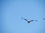 Fish Eagle from ake shore park, Bahar Dar, Ethiopia