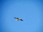 Pelican from lake shore park, Bahar Dar, Ethiopia
