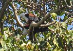 African Fish Eagles from ake shore park, Bahar Dar, Ethiopia