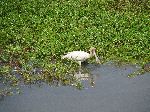 African Spoonbill