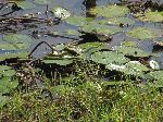 Jacana