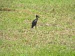 African Openbill stork, Ethiopia