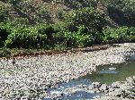 Bananas and mango, River, Zarima, Ethiopia