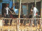 Pool Hall under a tree, Adi Arkay, Ethiopia