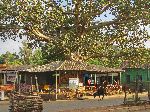 Pool Hall under a tree, Adi Arkay, Ethiopia
