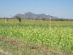 Sorghum field, between Adi Gebru and Inda Aba Guna, Tigray, Ethiopia