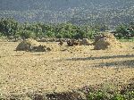 Processing harvested crop, Tigray, Ethiopia