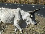 Zebu cattle, Adua, Tigray, Ethiopia