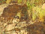 Rock hyrax, Gheralta Mountain, Magab, Hawzen, Tigray, Ethiopia