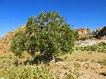 Africa olive tree, Korkor Chuches, Hawzen, Tigray, Ethiopia