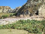 Prickly pear cactus, Korkor Chuches, Hawzen, Tigray, Ethiopia